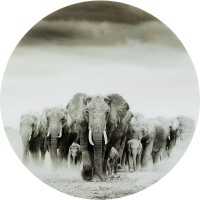 Glasbild Elephant Walk Ø120cm
