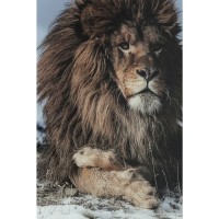 Bild Glas Proud Lion 180x120cm
