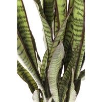 Deko Pflanze Sansewieria 155cm