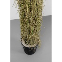 Pianta decorativa Yucca Rostrata 180cm