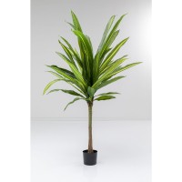 Deko Pflanze Dracaena Fragrans 180cm