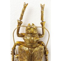 Wandschmuck Longicorn Beetle Gold