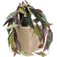 Pianta decorativa Begonia 45cm