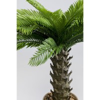 Plante décorative Cycas 70cm