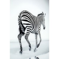 Bild Glas Savanne Zebra 120x120