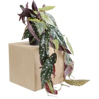 Deko Pflanze Begonia 45cm