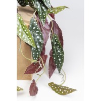 Plante décorative Begonia 45cm