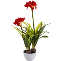 Décoration plante Amaryllis Rouge 98