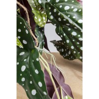 Pianta decorativa Begonia 45cm