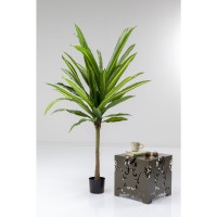 Plante décorative Dracaena Fragrans 180cm