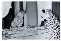 KARE Green Bild Glas Metallic Gepard 100x150 OCCASION