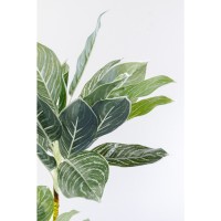 Deko Pflanze Calathea 140cm