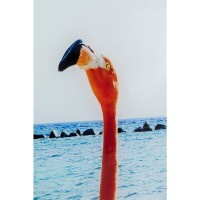 Bild Glas Flamingo Walk 80x80