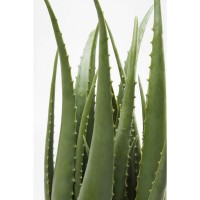 Deco Plant Aloe 69cm