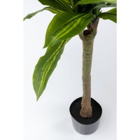 Deko Pflanze Dracaena Fragrans 180cm